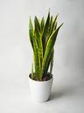 Sansevieria Laurentii O Lengua De Suegra
