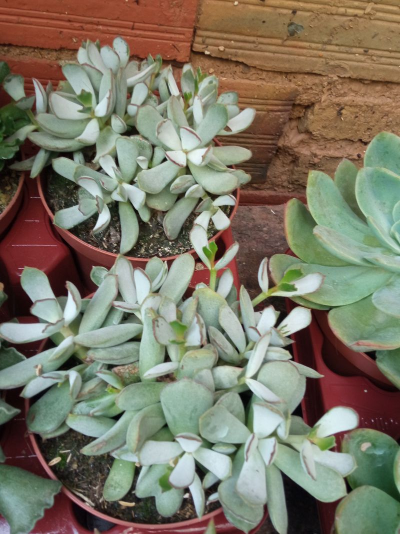 Cotyledon Sp Gris Grande Ø13 Planta Suculenta