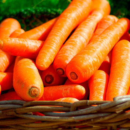 Plantón Zanahoria 4 unidades - PlantaBo