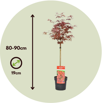 Arce Japonés - 2 Pzs - Acer Palmatum 'shaina' - Altura 80-90cm - ⌀19cm_2