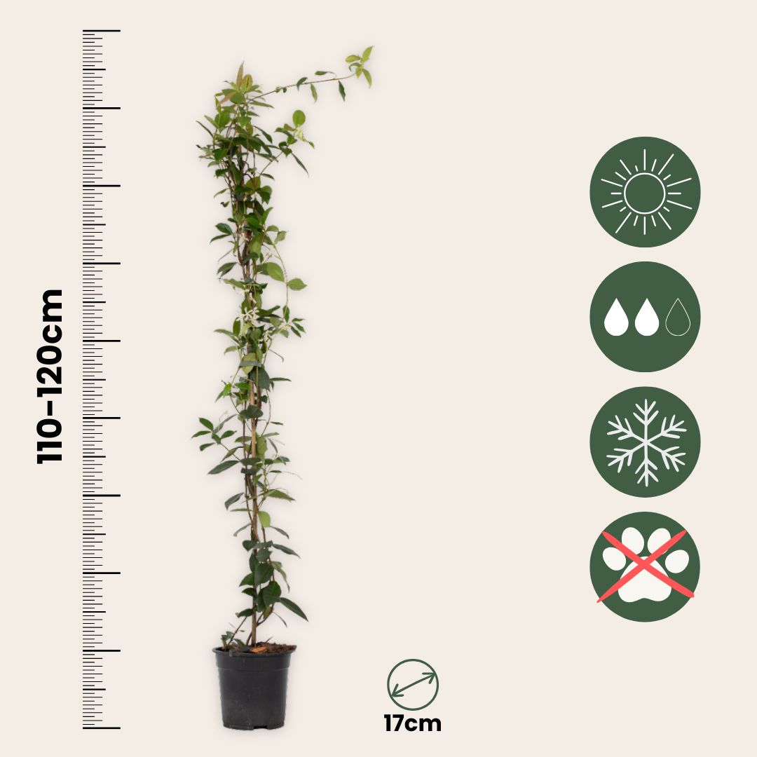 Jazmín Estrellado - 8 Pzs - Trachelospermum Jasminoides - A110-120cm - ⌀17cm