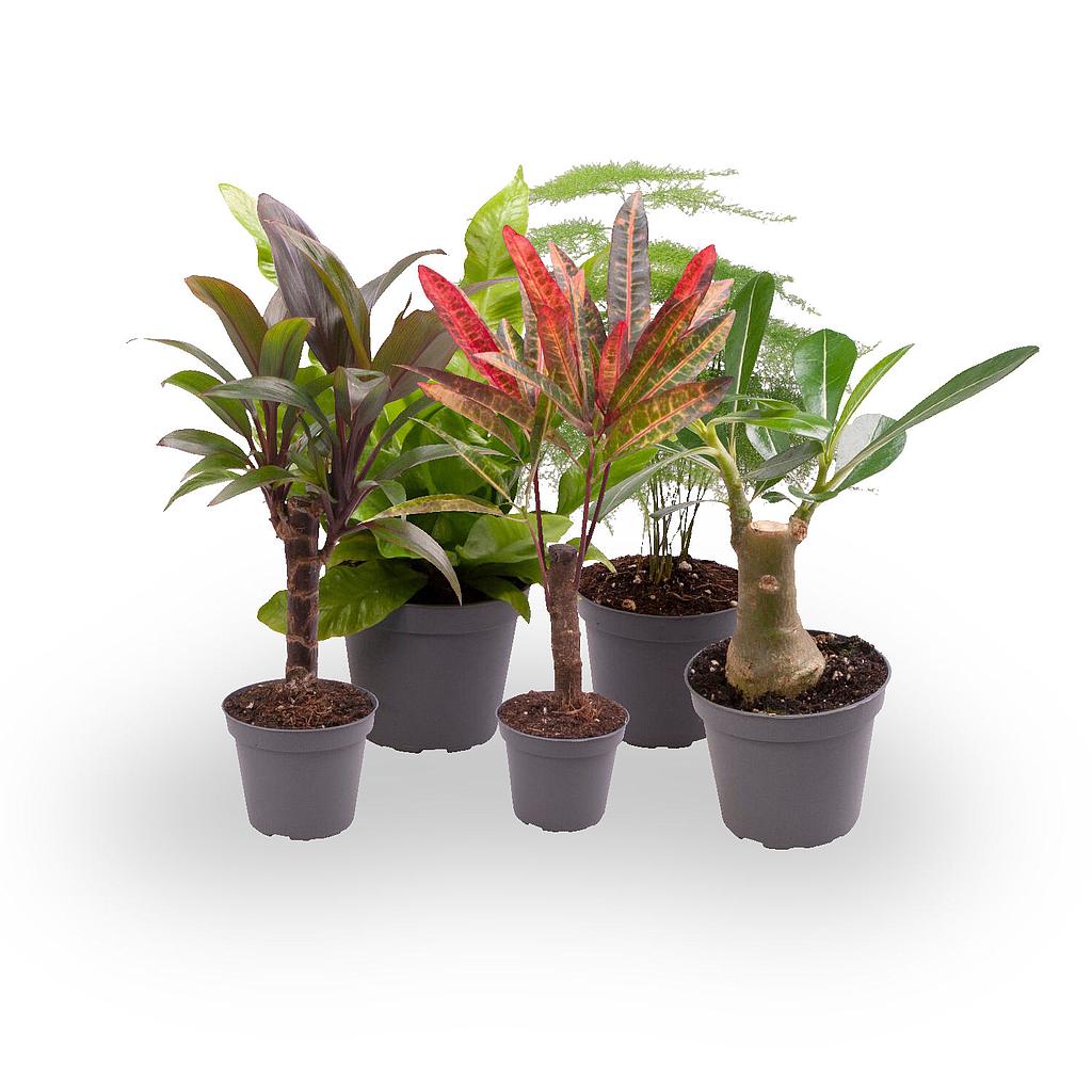 Pack 5 Plantas Baby M6 Variadas_0