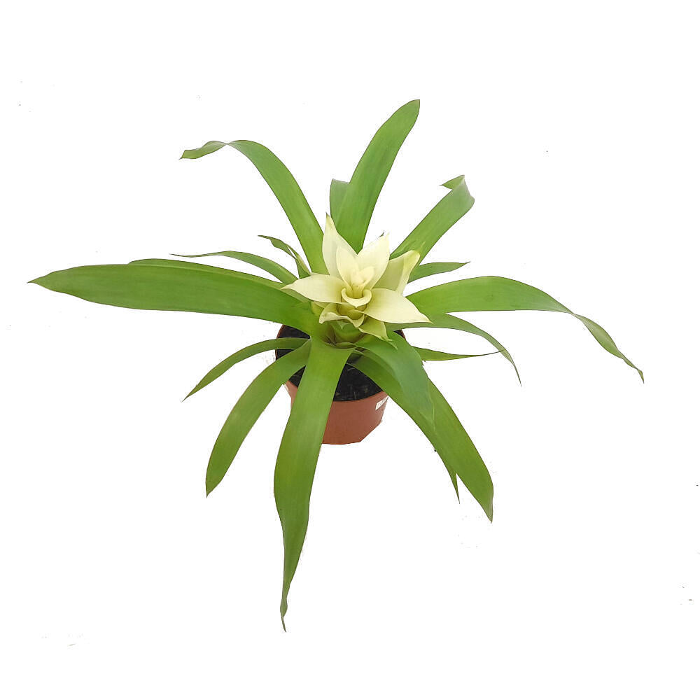 Guzmania Variada M9 20cm_2