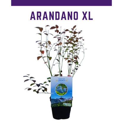 Planta de Arándano XL - Cosecha Inmediata_0
