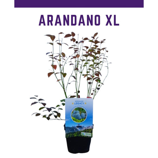 Planta de Arándano XL - Cosecha Inmediata_0
