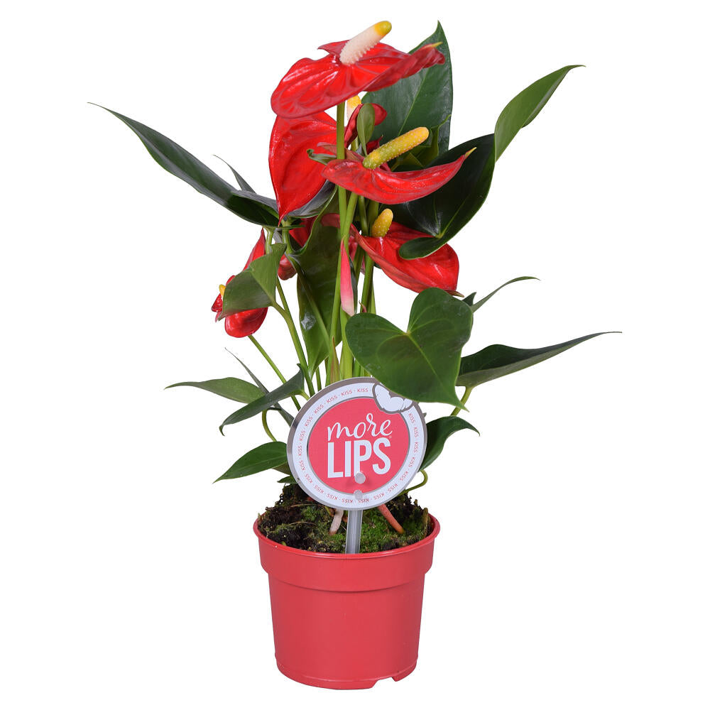 Anthurium Andreanum M9 25cm_3