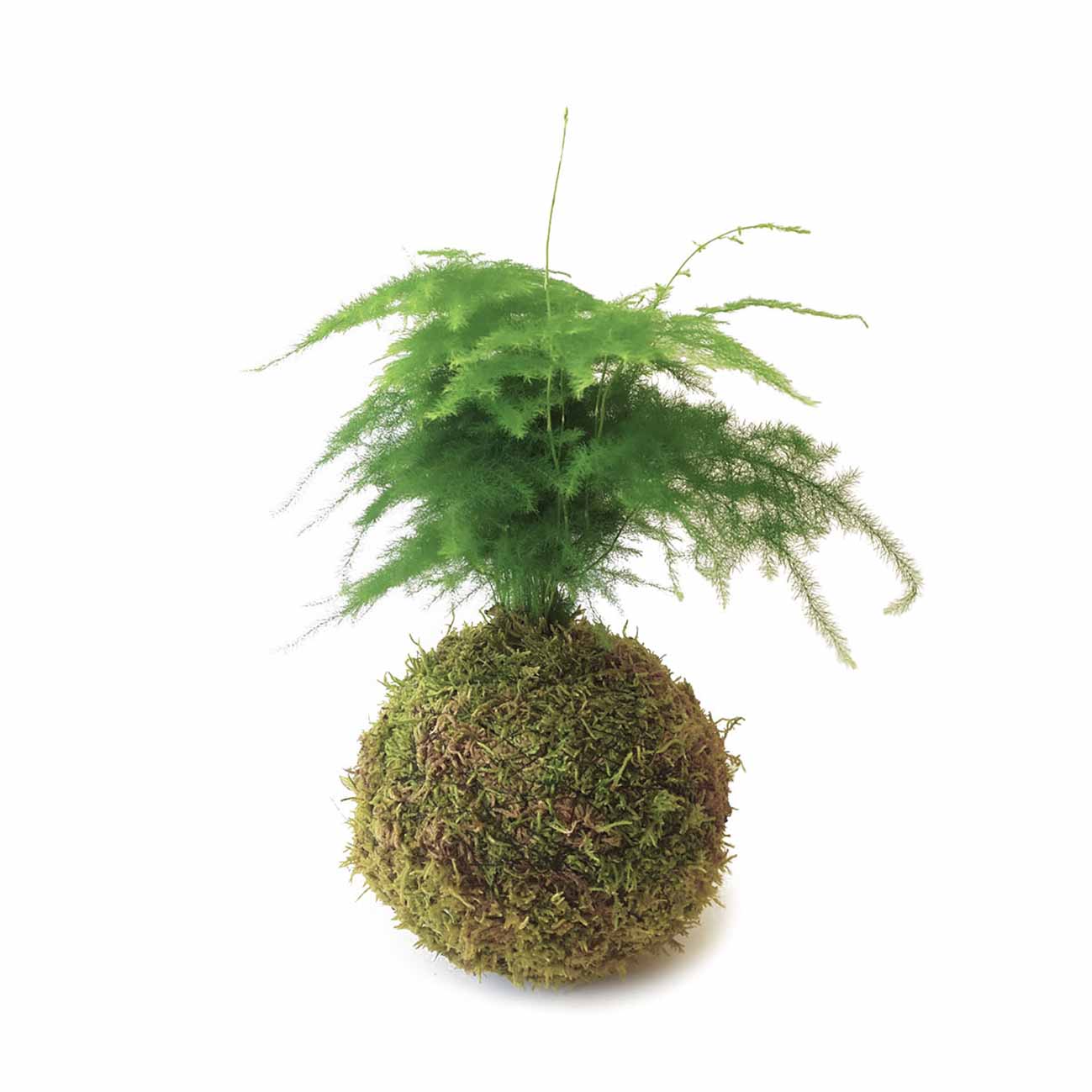 Asparagus En Kokedama Musgo_1