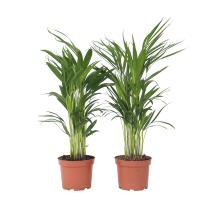 Palma Areca - 4 Pzs - Dypsis Lutescens - Altura 60-70cm - ⌀17cm_0