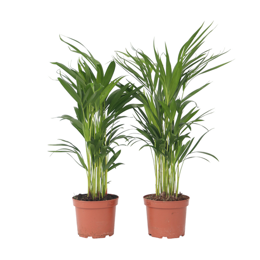 Palma Areca - 4 Pzs - Dypsis Lutescens - Altura 60-70cm - ⌀17cm_0