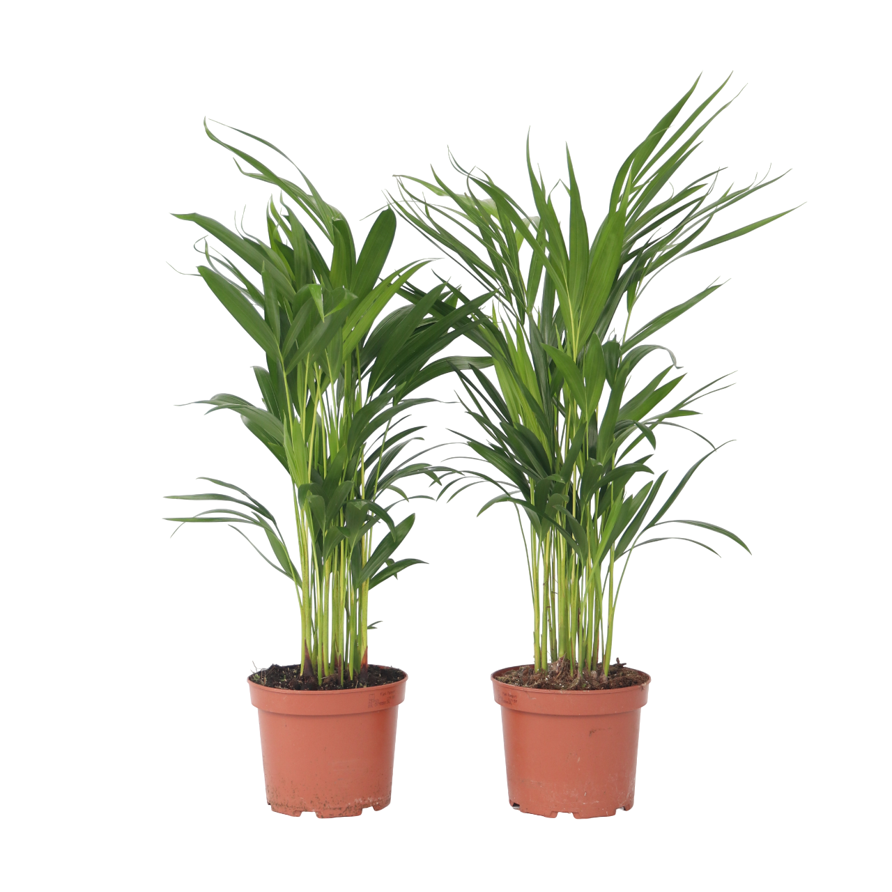 Palma Areca - 4 Pzs - Dypsis Lutescens - Altura 60-70cm - ⌀17cm