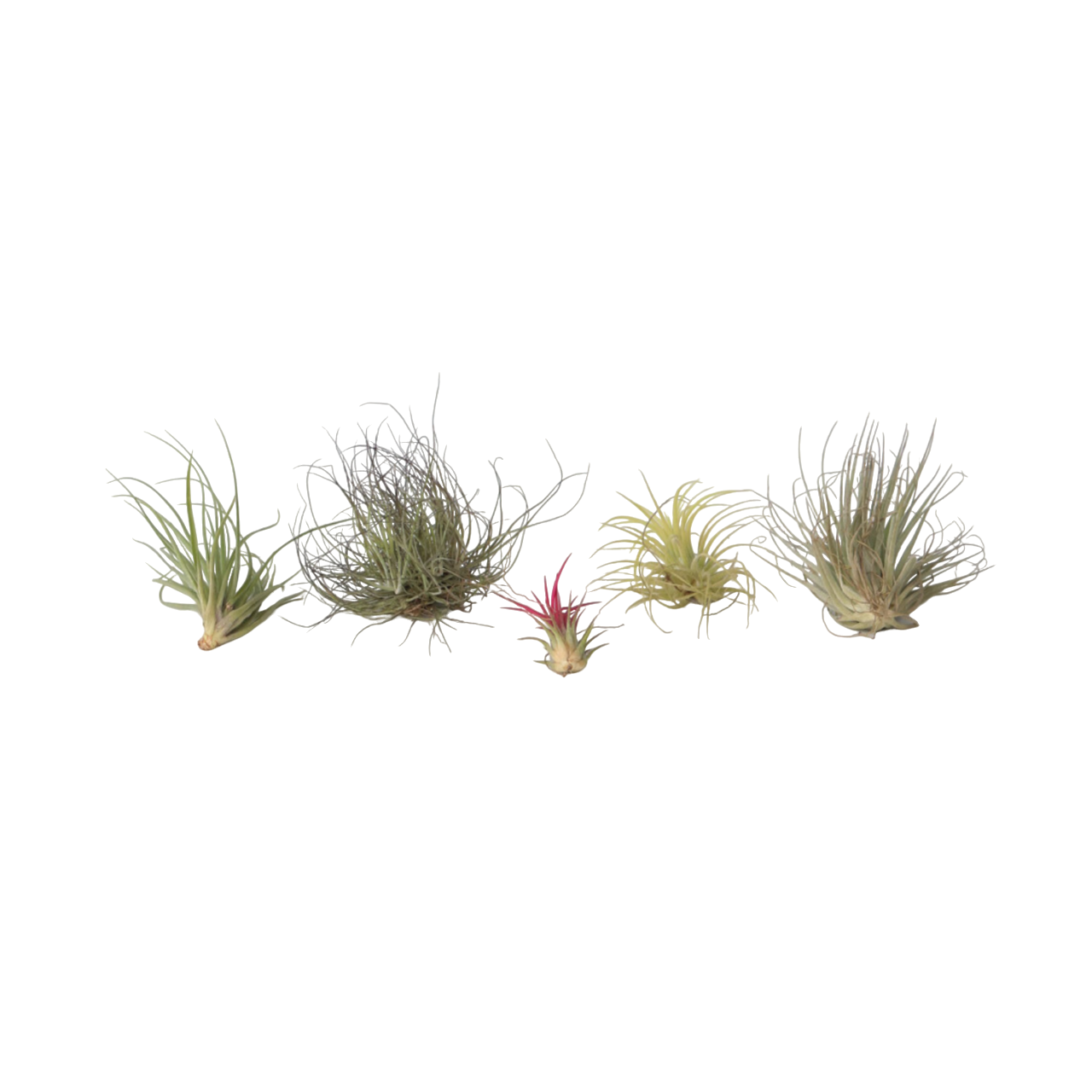 Claveles De Aire - 6 Pzs - Tillandsia - Altura 5-15cm - ⌀5cm
