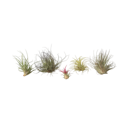 Claveles De Aire - 6 Pzs - Tillandsia - Altura 5-15cm - ⌀5cm_0