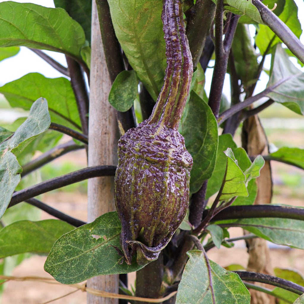 Plantón Berenjena De Almagro 2 Unidades - Plantabo_1