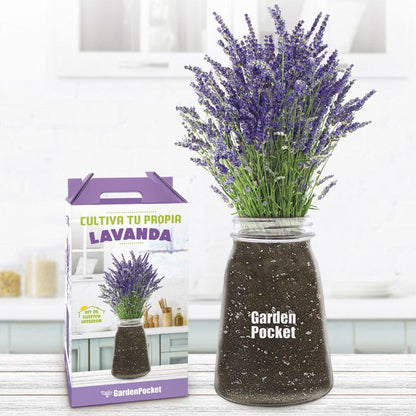 Kit de cultivo interior Lavanda