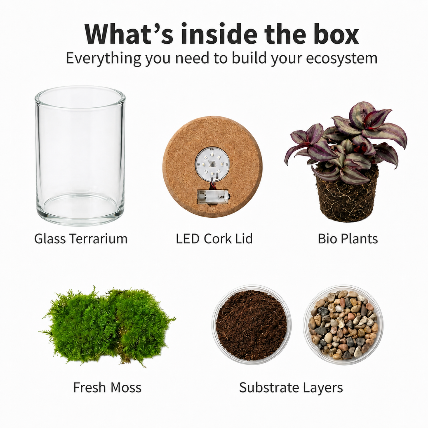 Mini Terrario De Plantas Ø11 Cm - Ecosistema Cerrado En Cristal_4