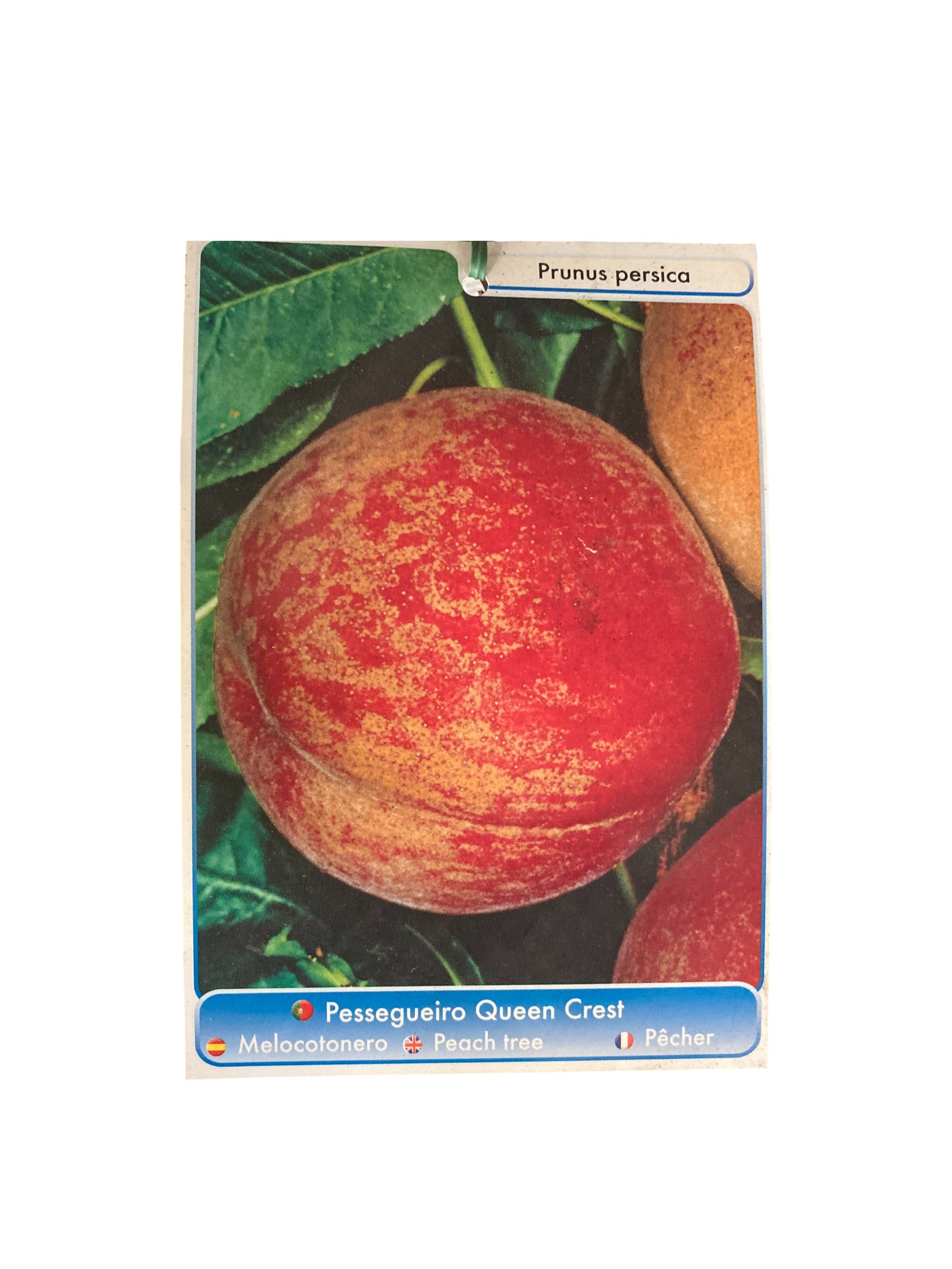 Frutal Melocotón Rojo Cepellón 135 cm_1