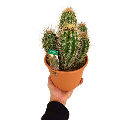 Pachycereus Pringlei M17 25-35cm_0