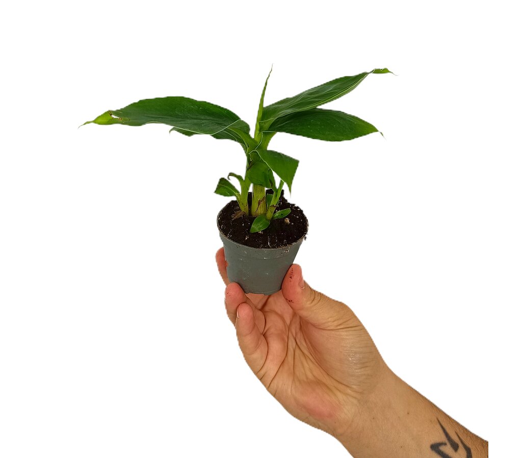 Platanera Canaria M6 (musa Cheeka)