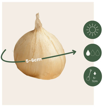 Ajo De Cigüeña - 100 Pzs - Allium 'sphaerocephalon' - Bulbos De Flores