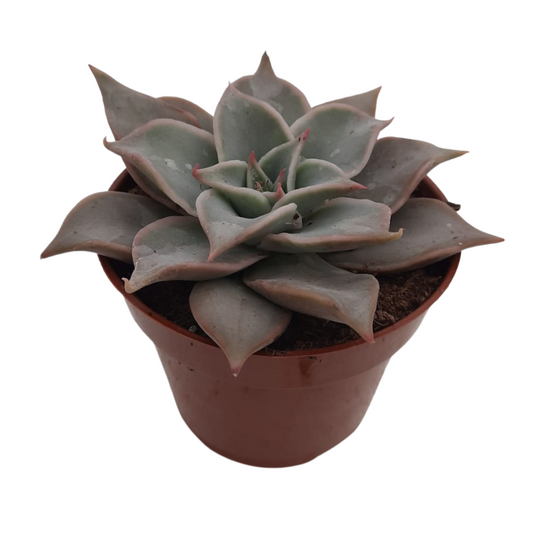 Echeveria Madiva Suculenta Exótica Para Jardinería Y Decoración Interior_0