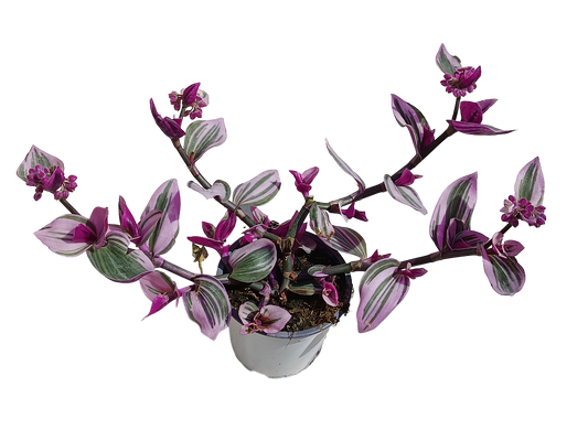 Tradescantia Nanouk Ø12 Planta Colgante De Interior_0