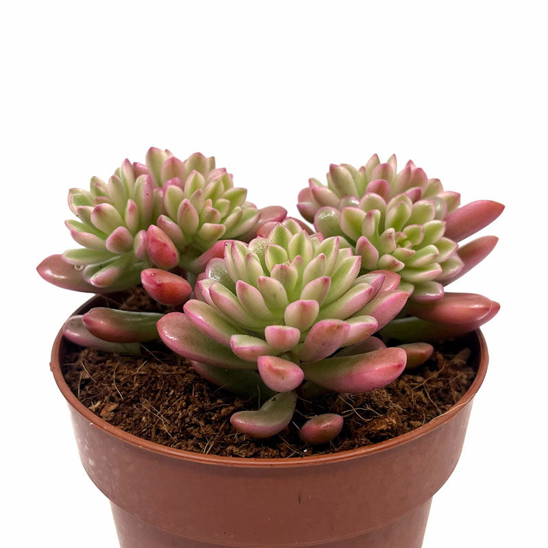 Sedum Joyce Tulloch Variegata Cactus Y Suculentas M8,5 Ø