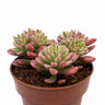 Sedum Joyce Tulloch Variegata Cactus Y Suculentas M8,5 Ø