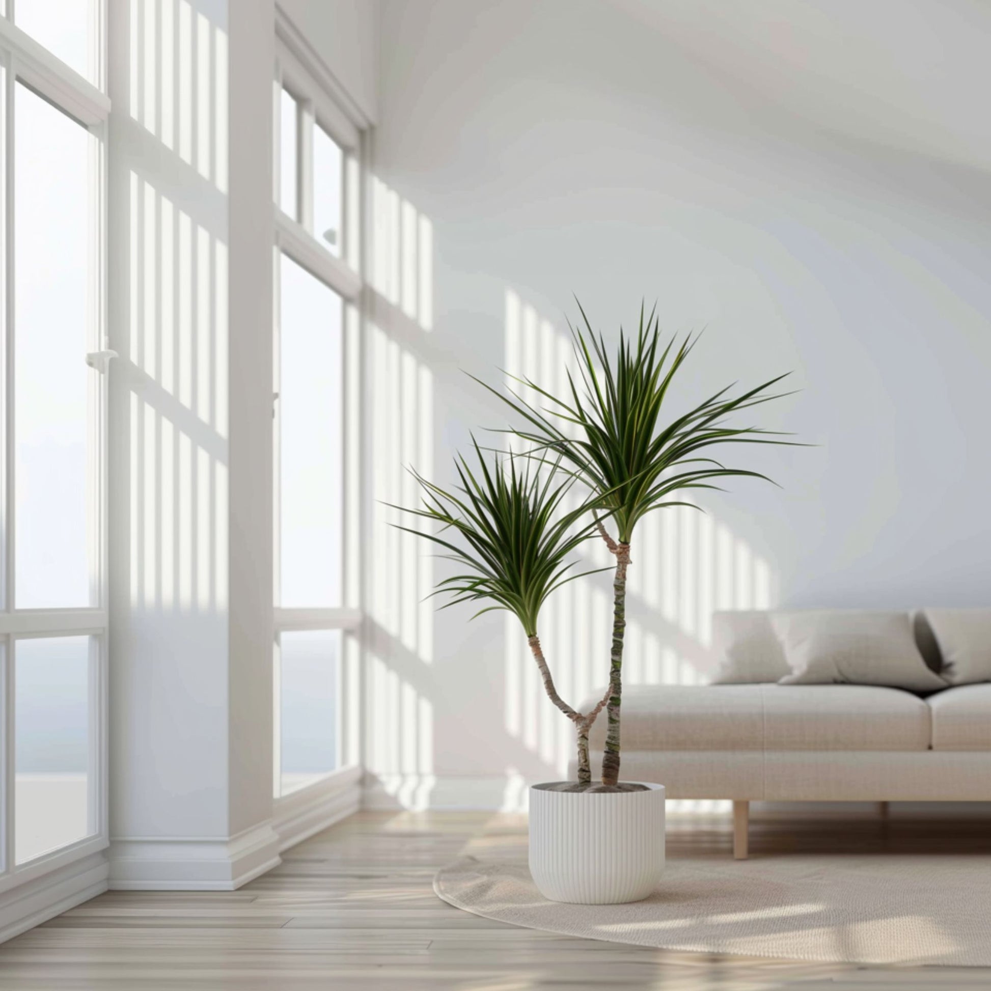 Drácena - 2 Pzs - Dracaena Marginata - Altura 70-80cm - ⌀17cm