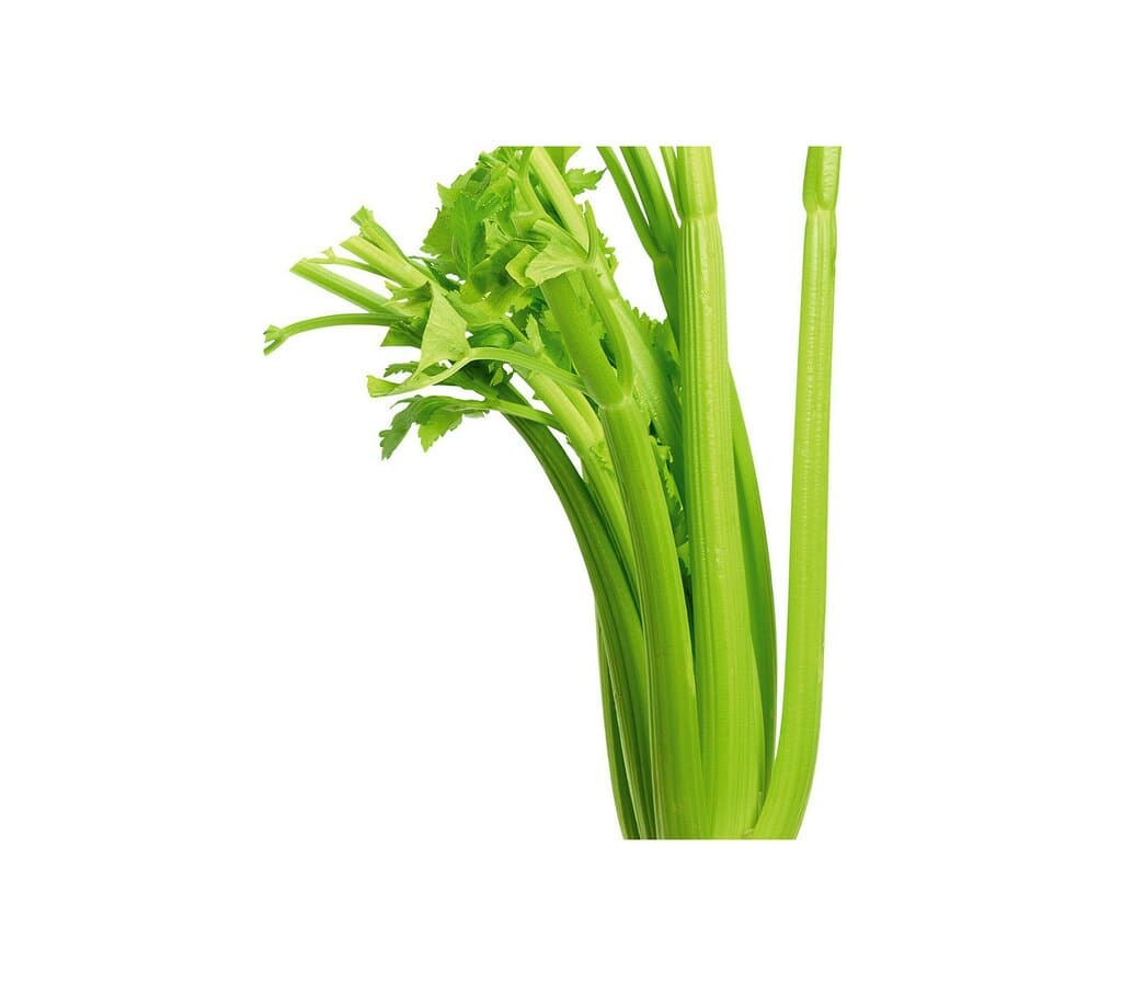 Apio Verde M11 (apium Graveolens)_0
