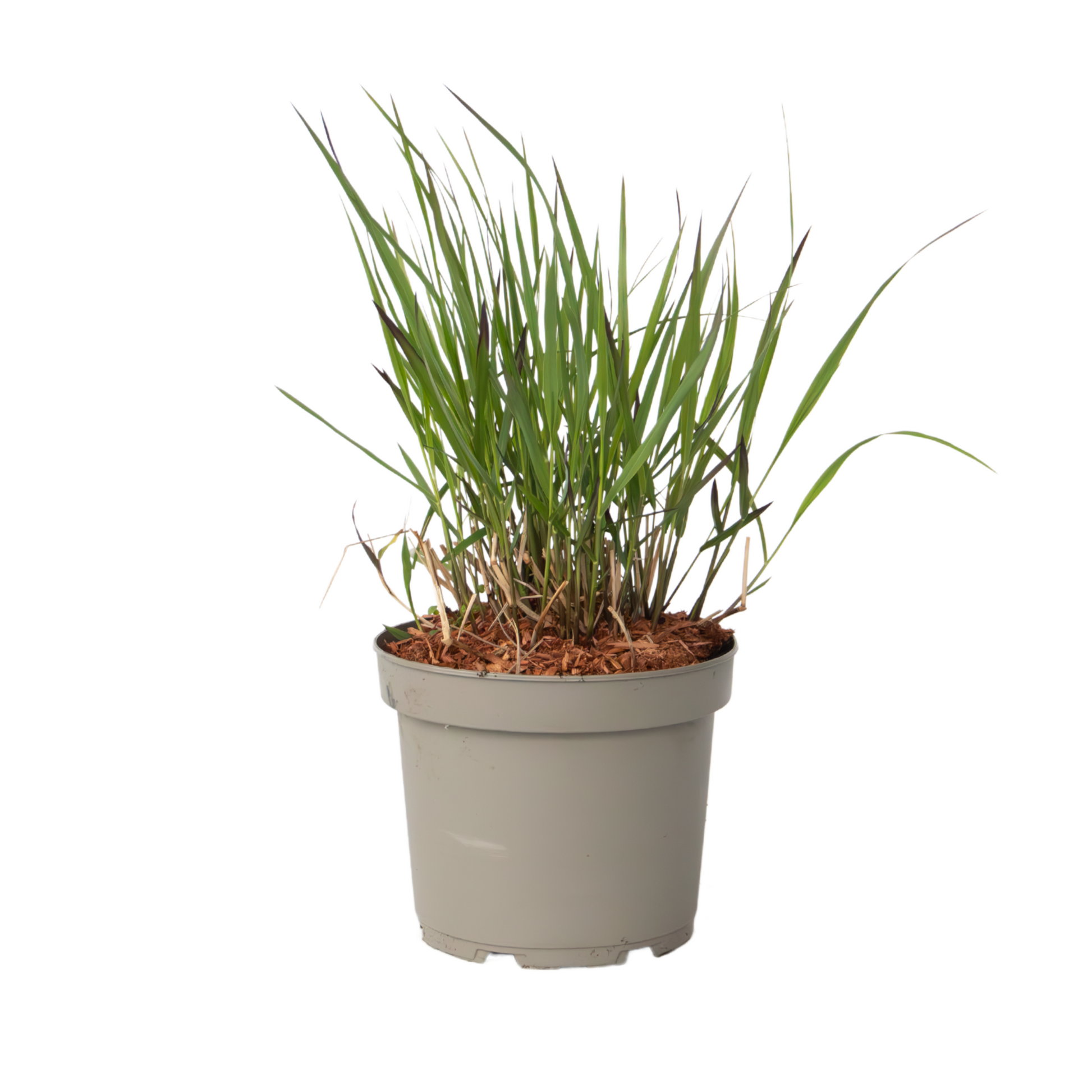Hierba De Dedo - Panicum Virgatum 'squaw' - Altura 40-60cm - ⌀23cm