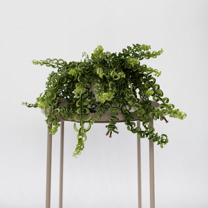 Flor De Lápiz Labial - Aeschynanthus Pulcher - Altura 20-30cm - ⌀15cm