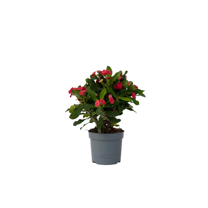 Espina De Cristo - Euphorbia 'milii' - Altura 25-35cm - ⌀13cm_0