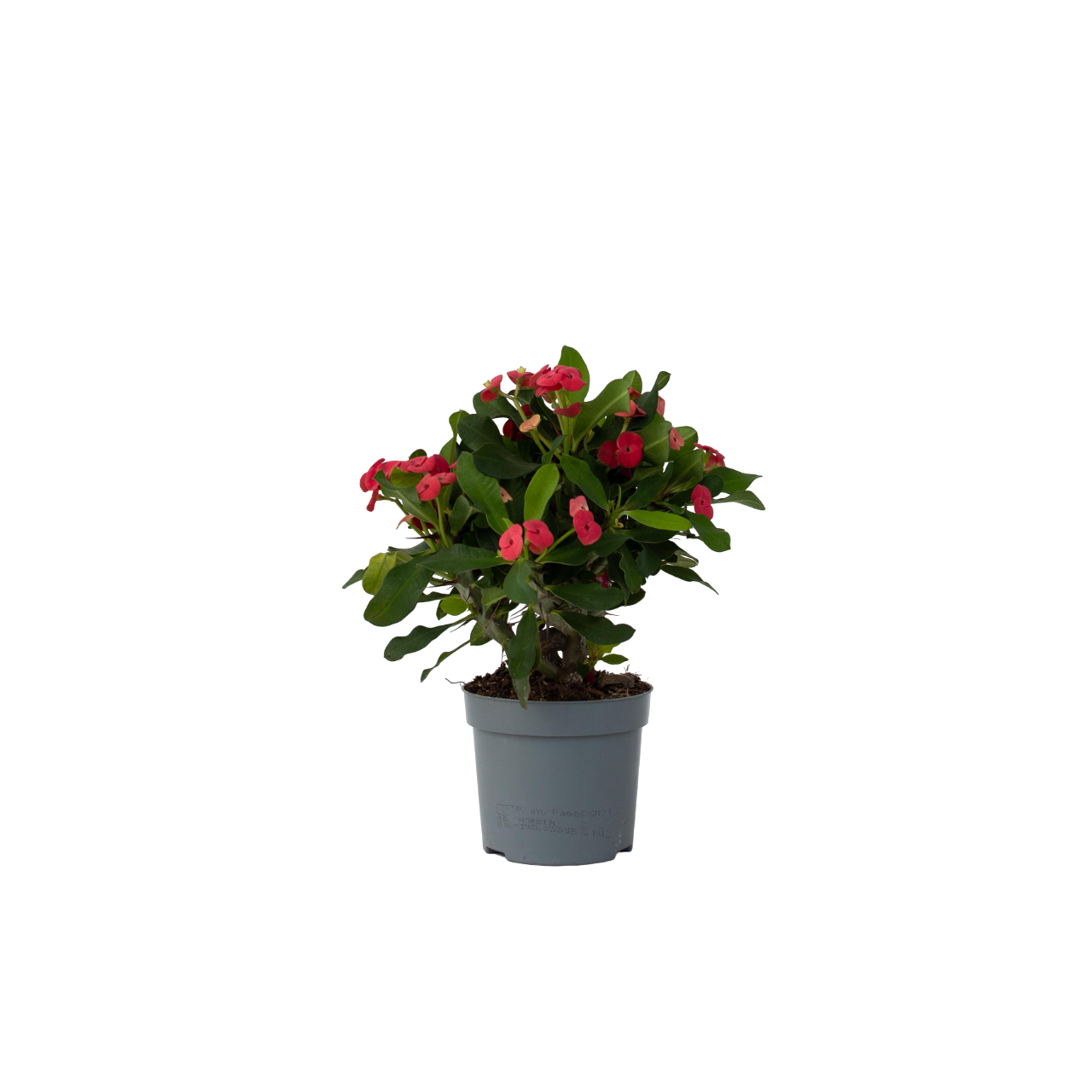 Espina De Cristo - Euphorbia 'milii' - Altura 25-35cm - ⌀13cm