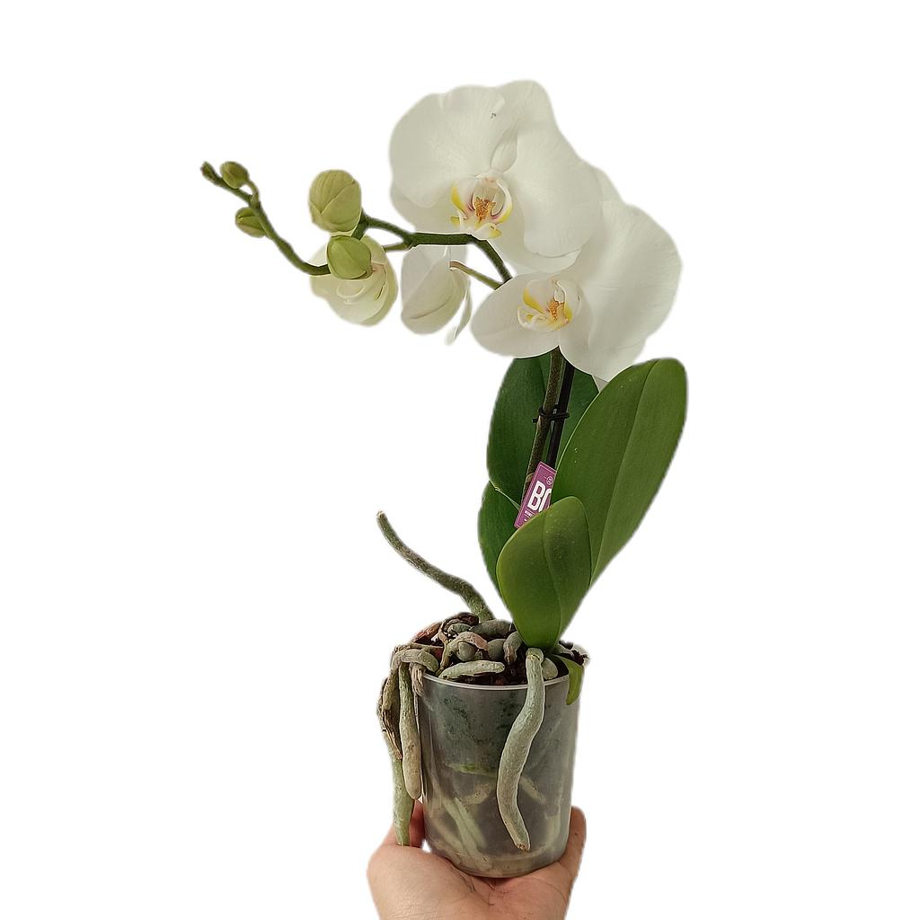 Phalaenopsis Blanca M9_0