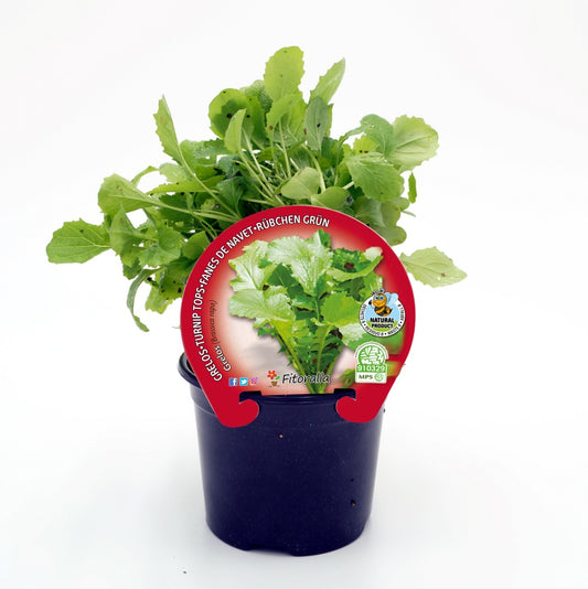 Plantón Grelo En Maceta 10,5 Cm. Natural - Fitoralia