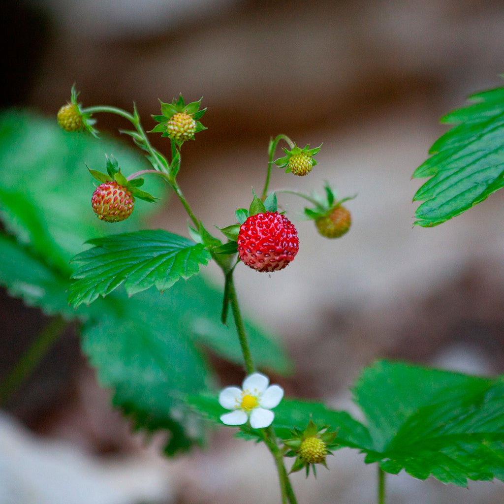 Plantón Fresa De Bosque 4 Unidades - Plantabo_1