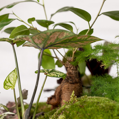 Terrario Greener (28x28 Cm).