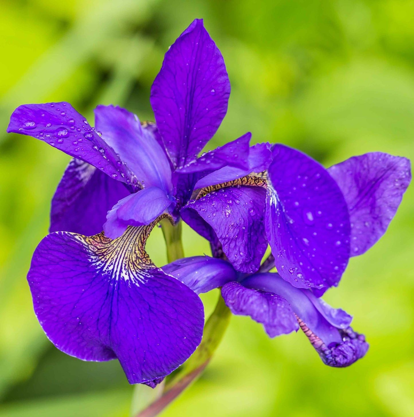 Lirio Azul Iris Kaempferi Planta Estanque - Set 4 Plantas Con Cesta Y Sustrato_1