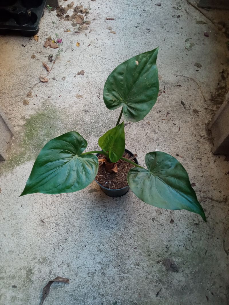 Alocasia Cucullata Plantas Jovenes Interior
