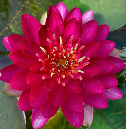 Nenufar Manee Red_0