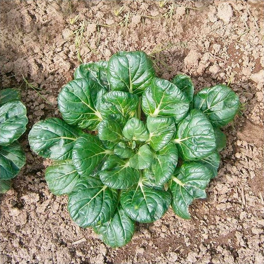 Semillas Verdura Asiática Tatsoi Ecológicas_0