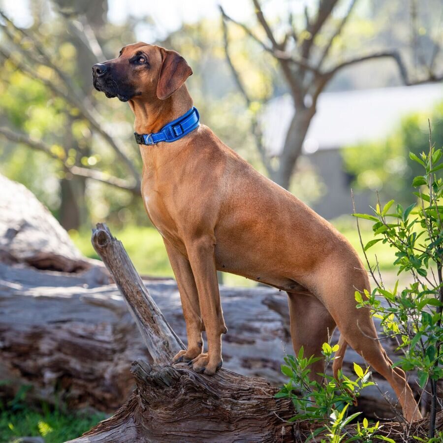 Collar Para Perro Grande, Modelo Padded De Rogz Azul. Talla Xl (39-64kg)_1