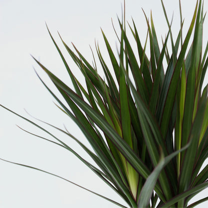 Drácena - 2 Pzs - Dracaena Marginata - Altura 70-80cm - ⌀17cm