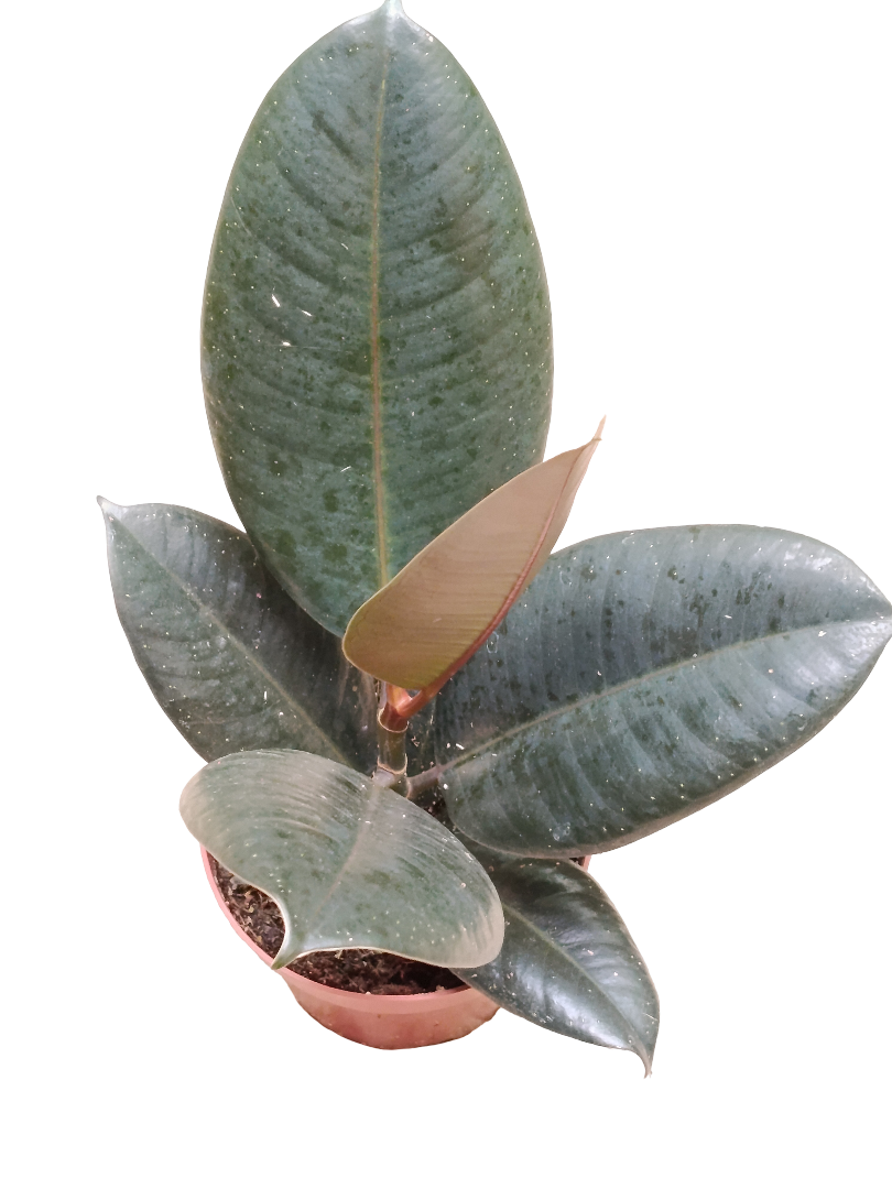 Ficus Abdijan Negro Planta Natural De Interior_0