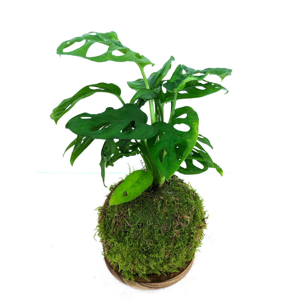 Kokedama Obliqua 35cm_2