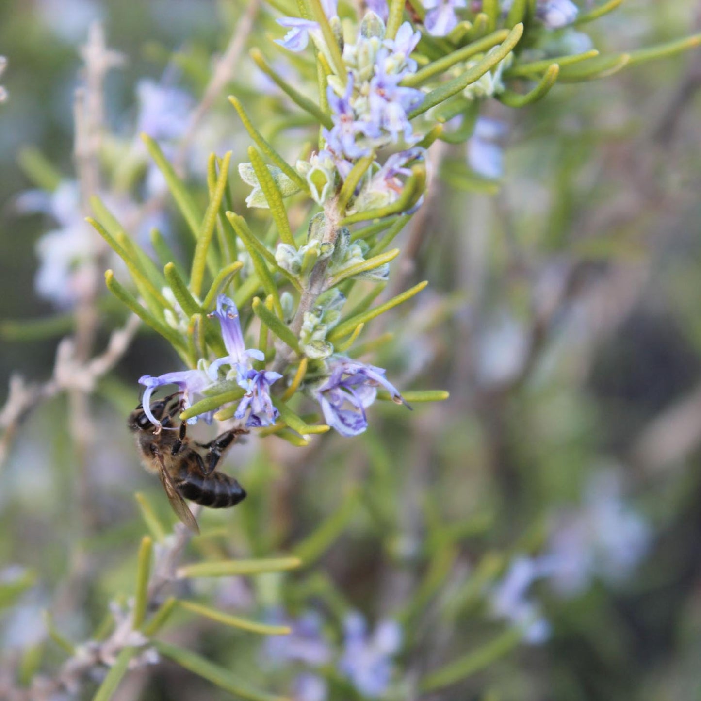 Miel de Romero Ecológica, Bona Mel 450 g