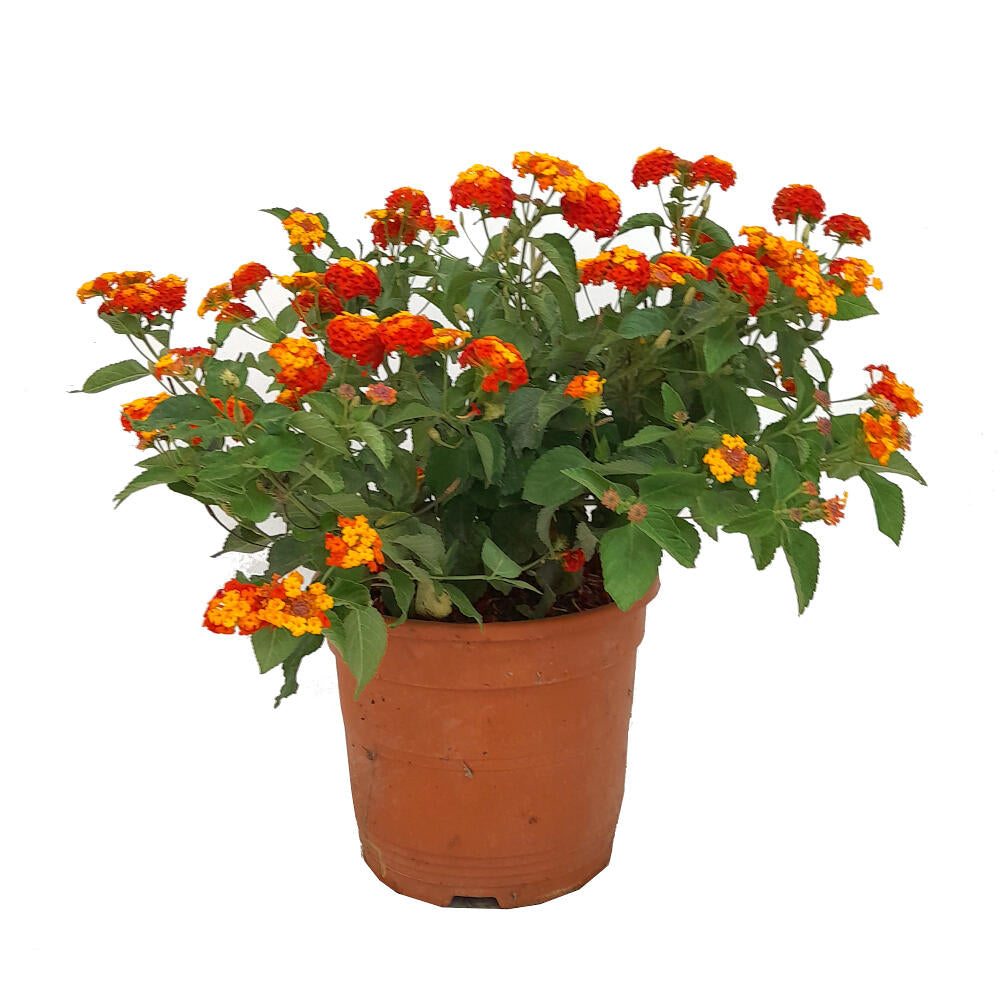 Lantana Camara M22 45cm_0