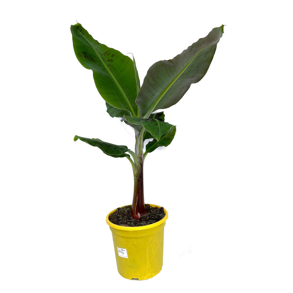 Platanera Canaria M24 100cm (musa Dwarf Cavendish)_0