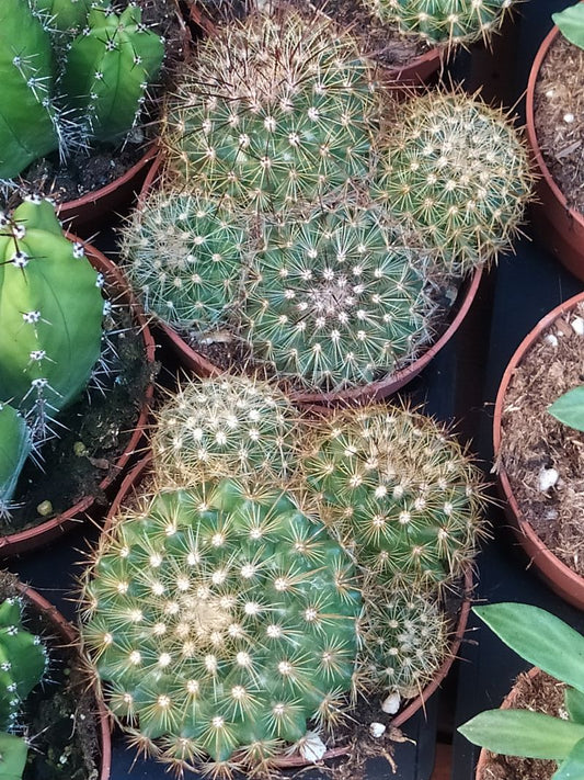 Mammillaria Zeilmanniana Cactus Planta Ø8 Cms_0