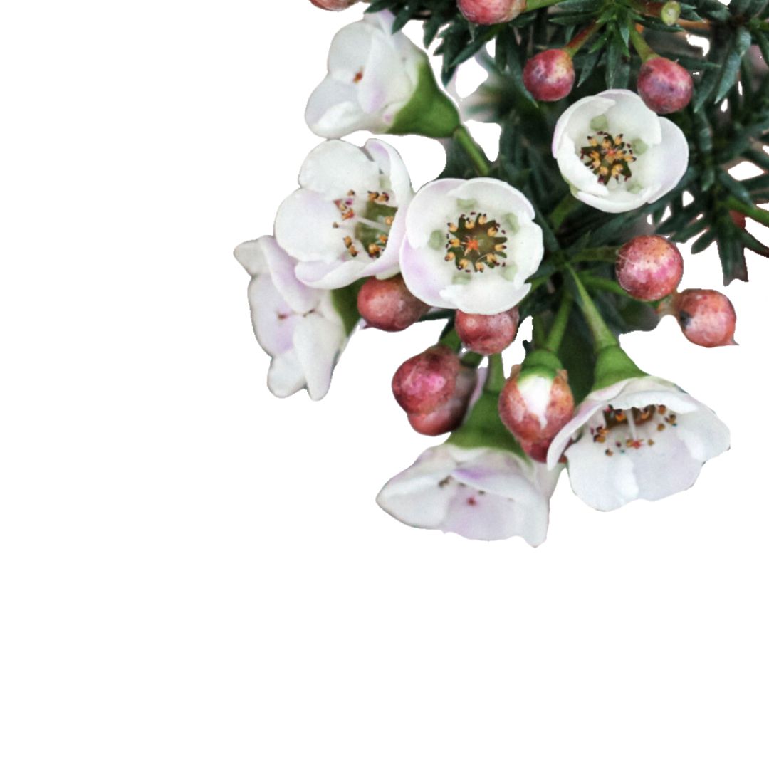 Chamalacium O Flor De Cera Planta Con Flor De Exterior_1